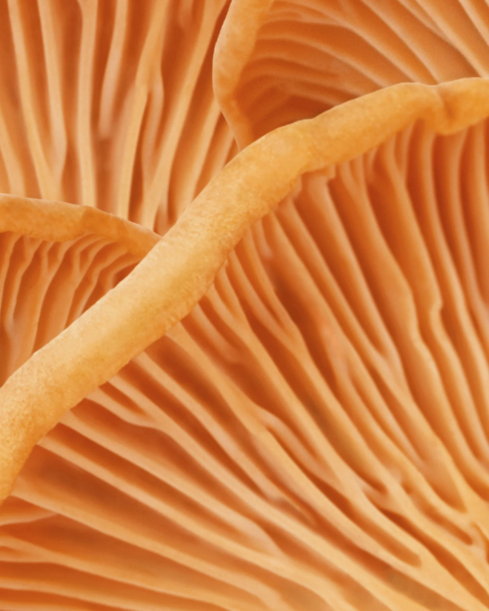 Volume Shampoo - Image 6