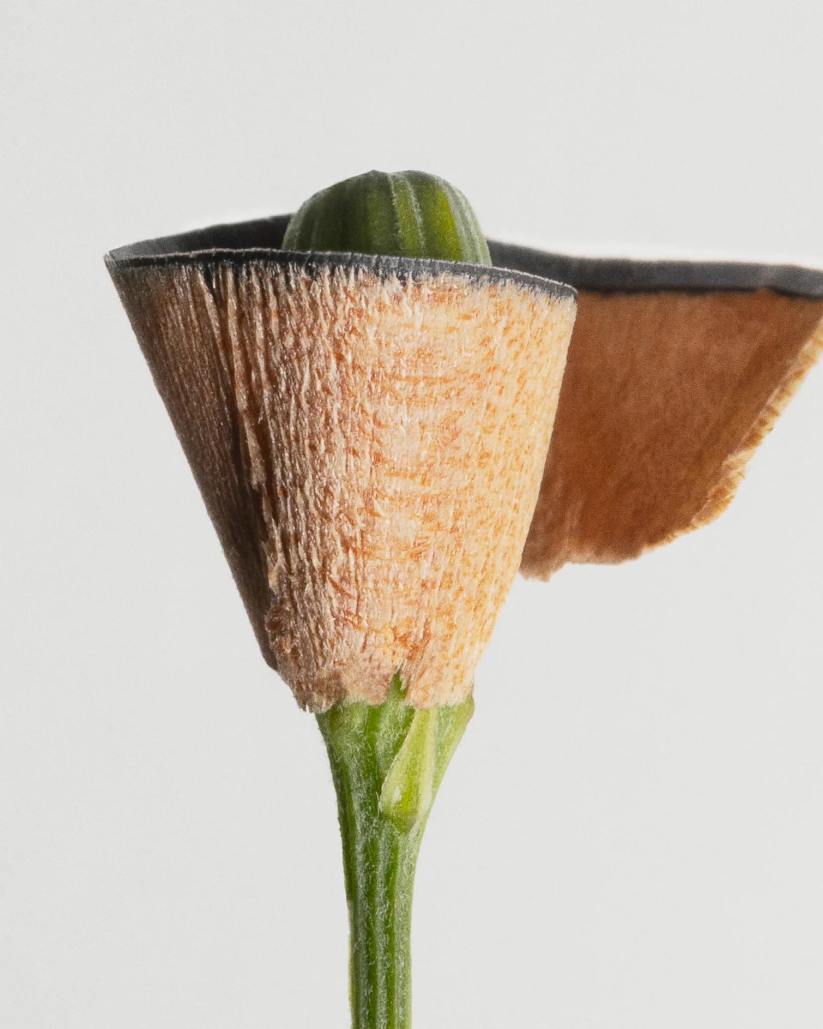 The Eye Pencil - Image 11